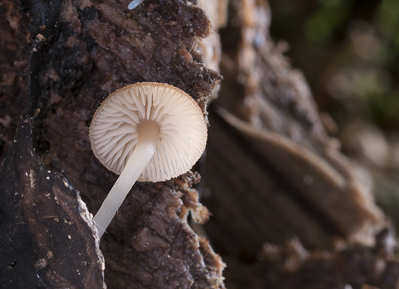 Trichocybe puberula